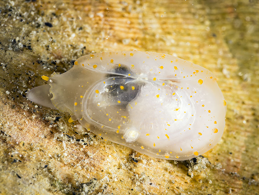 Galeommatidae 02